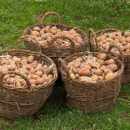 Россия может запретить ввоз картофеля из Белоруссии