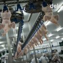 Благодаря чему МХП Косюка наращивает производство курятины в 2018 году Благодаря чему МХП Косюка наращивает производство курятины в 2018 году