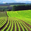 Две трети украинцев против продажи земли — соцопрос Две трети украинцев против продажи земли — соцопрос