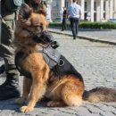 С 5 ноября крупные аэропорты Украины будут патрулировать кинологи С 5 ноября крупные аэропорты Украины будут патрулировать кинологи