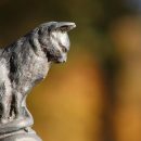 В Египте археологи нашли большое количество мумий кошек