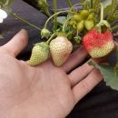 ФайнаBerry: агротуризм — це цікаво для міських жителів, що виросли "на асфальті"